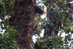 Dendrocopos himalayensis