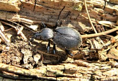 Cychrus caraboides