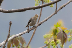 Ficedula superciliaris