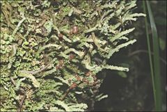 Cladonia ramulosa