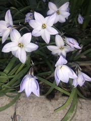 Ipheion