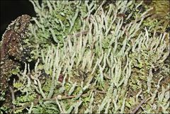 Cladonia rigida