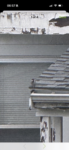House Sparrow