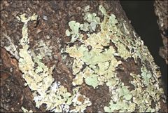 Flavoparmelia rutidota