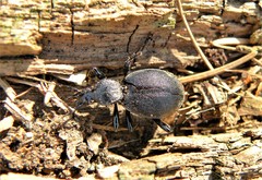 Cychrus caraboides