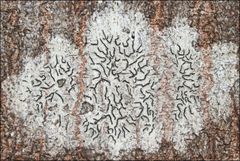 Halegrapha mucronata