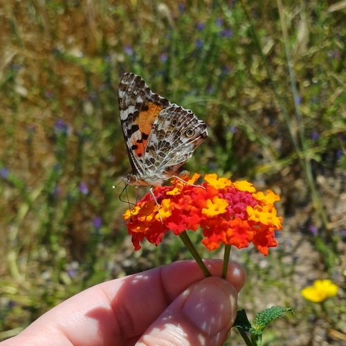 Painted Lady