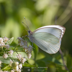 Ascia monuste automate