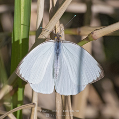 Ascia monuste automate