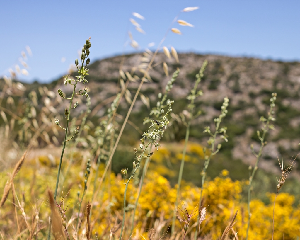 Ornithogalum creticum