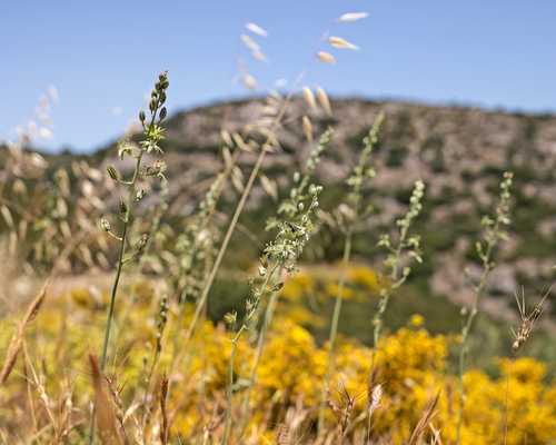 Ornithogalum creticum
