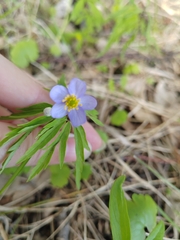 Anemone caerulea