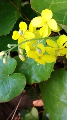 Epimedium