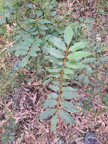 Brachypterum involutum observed 2026-05-24