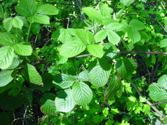 Rubus wirralensis