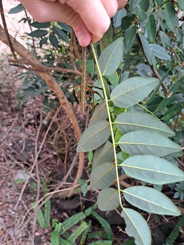 Brachypterum involutum observed 2026-05-24