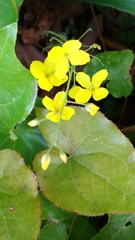 Epimedium