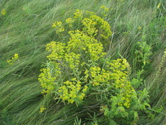 Euphorbia stepposa