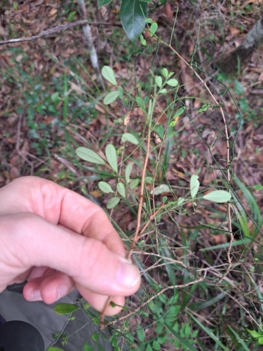 Synostemon albiflorus observed 2026-05-24