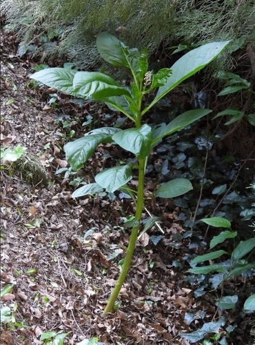 Indian Pokeweed