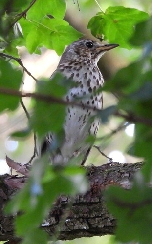Song Thrush