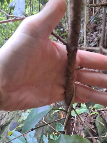 Dissiliaria baloghioides observed 2026-05-24