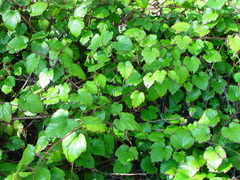 Rubus tricolor