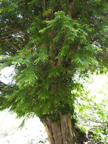 Taxus wallichiana, 2026-05-22