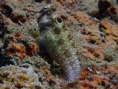 Crossosalarias macrospilus