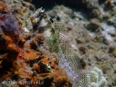 Crossosalarias macrospilus