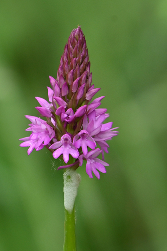 pyramidal orchid