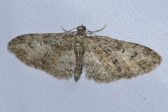 Eupithecia abbreviata