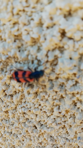 Bee-eating Beetle