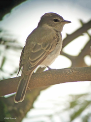 Gambaga Flycatcher photo 2