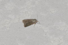 Caradrina flavirena