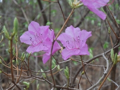 Rhododendron mucronulatum