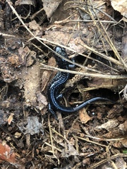 Plethodon glutinosus