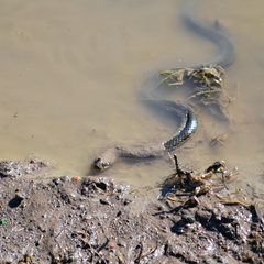 Helicops infrataeniatus