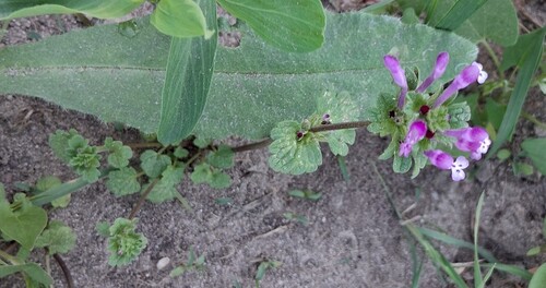 henbit deadnettle