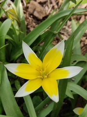 Tulipa urumiensis