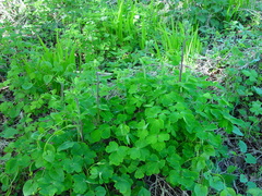 Aquilegia vulgaris