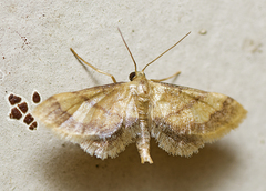 Idaea trypheropa