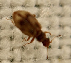 Cartodere bifasciata