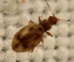 Cartodere bifasciata