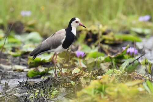 iNaturalist image
