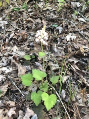 Tiarella nautila
