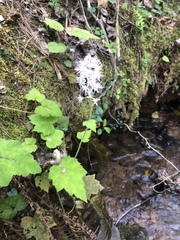 Tiarella nautila