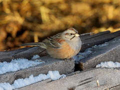 Godlewski's Bunting photo 4