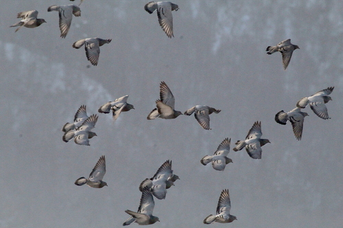 Uolinis karvelis nuotrauka