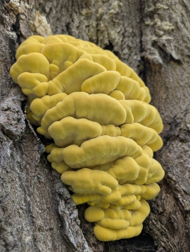 chicken of the woods